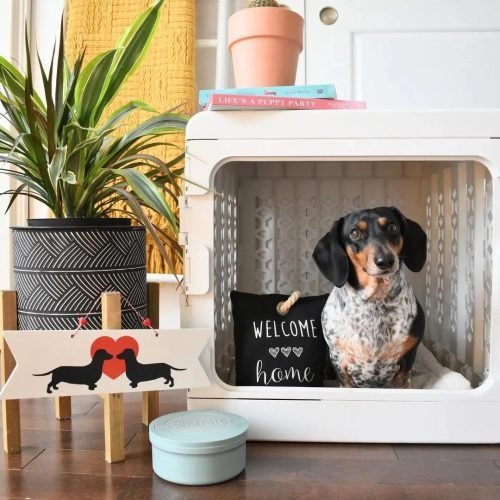 Puppy Training Bundle PAWD